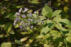 Vernonia divergens